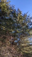 Chamaecyparis thyoides