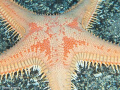 Astropecten aranciacus