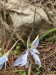 Iris vartanii