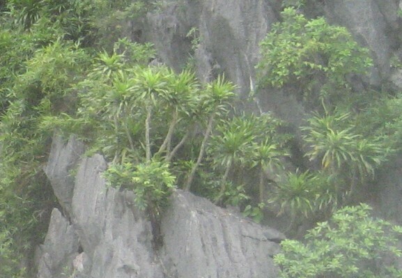 Phát tài núi – Dracaena cambodiana
