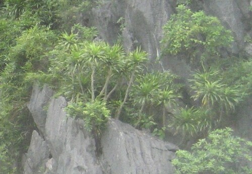 Cambodian Dragon Tree (Dracaena cambodiana)