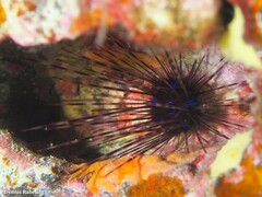 Diadema africanum
