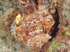Scorpaena notata