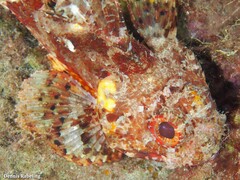 Scorpaena notata