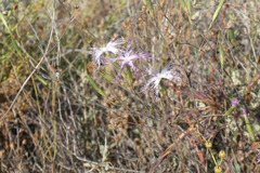 Dianthus broteri
