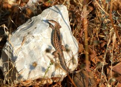 Psammodromus edwarsianus