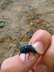 Osca lata