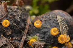 Arachnopeziza aurelia