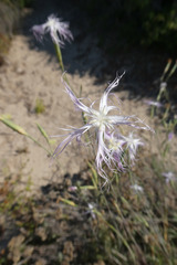 Dianthus broteri