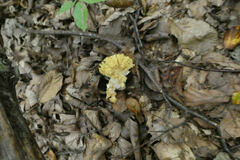 Ramaria flava