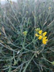 Coronilla juncea