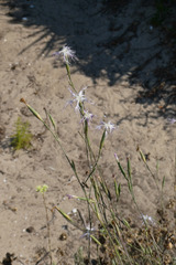 Dianthus broteri