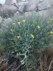 Coronilla juncea