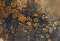 Arachnopeziza cornuta