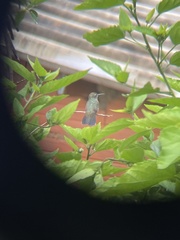 Eupetomena cirrochloris