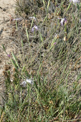 Dianthus broteri