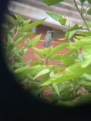 Eupetomena cirrochloris