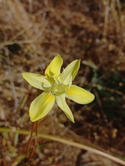 Moraea bituminosa