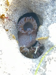 Zirfaea