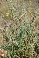 Dianthus broteri