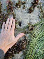 Zirfaea