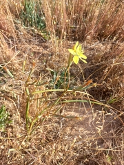 Moraea bituminosa