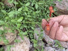 Gambelia juncea