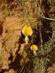 Aspalathus bracteata