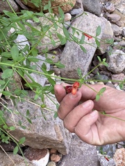 Gambelia juncea