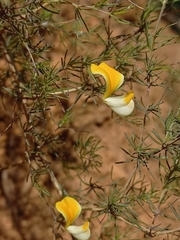 Aspalathus bracteata