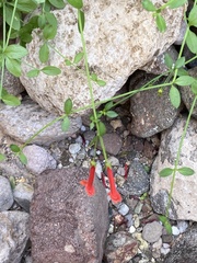 Gambelia juncea