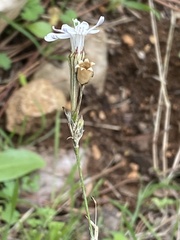 Silene reinwardtii