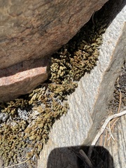 Selaginella watsonii