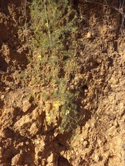 Aspalathus bracteata