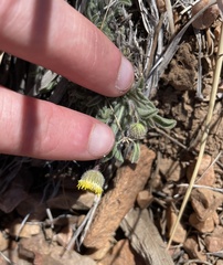Erigeron aphanactis congestus