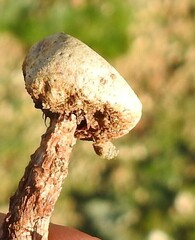 Tulostoma brumale