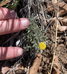 Erigeron aphanactis congestus