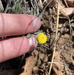Erigeron aphanactis congestus