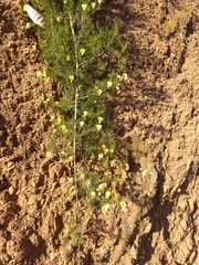 Aspalathus bracteata