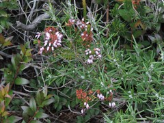 Erica multiflora