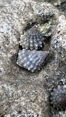 Echinolittorina tuberculata