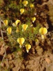 Aspalathus bracteata