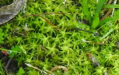 Tortella squarrosa