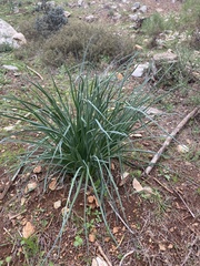 Asphodelus ramosus