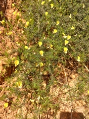 Aspalathus bracteata