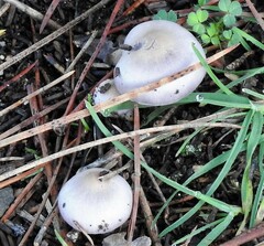 Inocybe geophylla