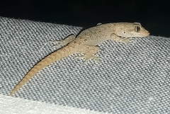 Mediodactylus kotschyi