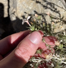 Linanthus pungens