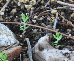 Lysimachia linum-stellatum
