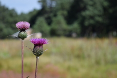 Cirsium grahamii